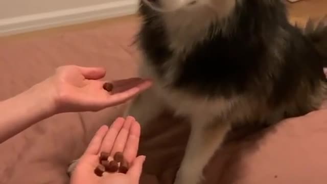 🤣 Funniest 🐶 Dogs - Awesome Funny Pet Animals Videos 😇 #short