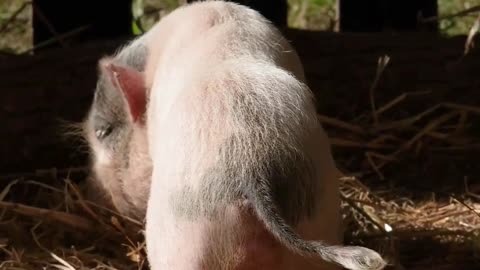 Piggy tales: the squeal deal