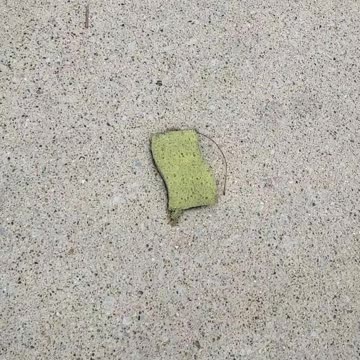 Excuse me, sir, you dropped your sponge 🧽