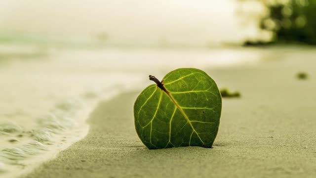 A Southern Island (Tropical beat) - by Roa (No Copyright Music Free Download)