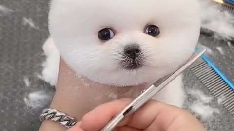 cute cat