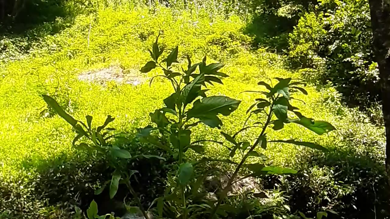 An episode of leaf species from village life / chapter 15