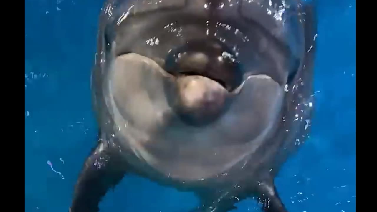 feeding a beautiful dolphin