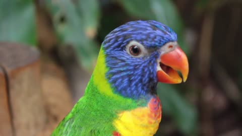 New Rainbow Lorikeet