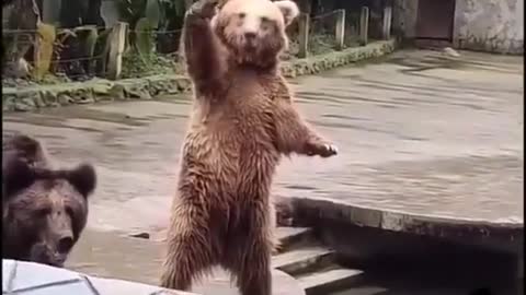 Cute and adorable animal behavior makes anyone happy to see it