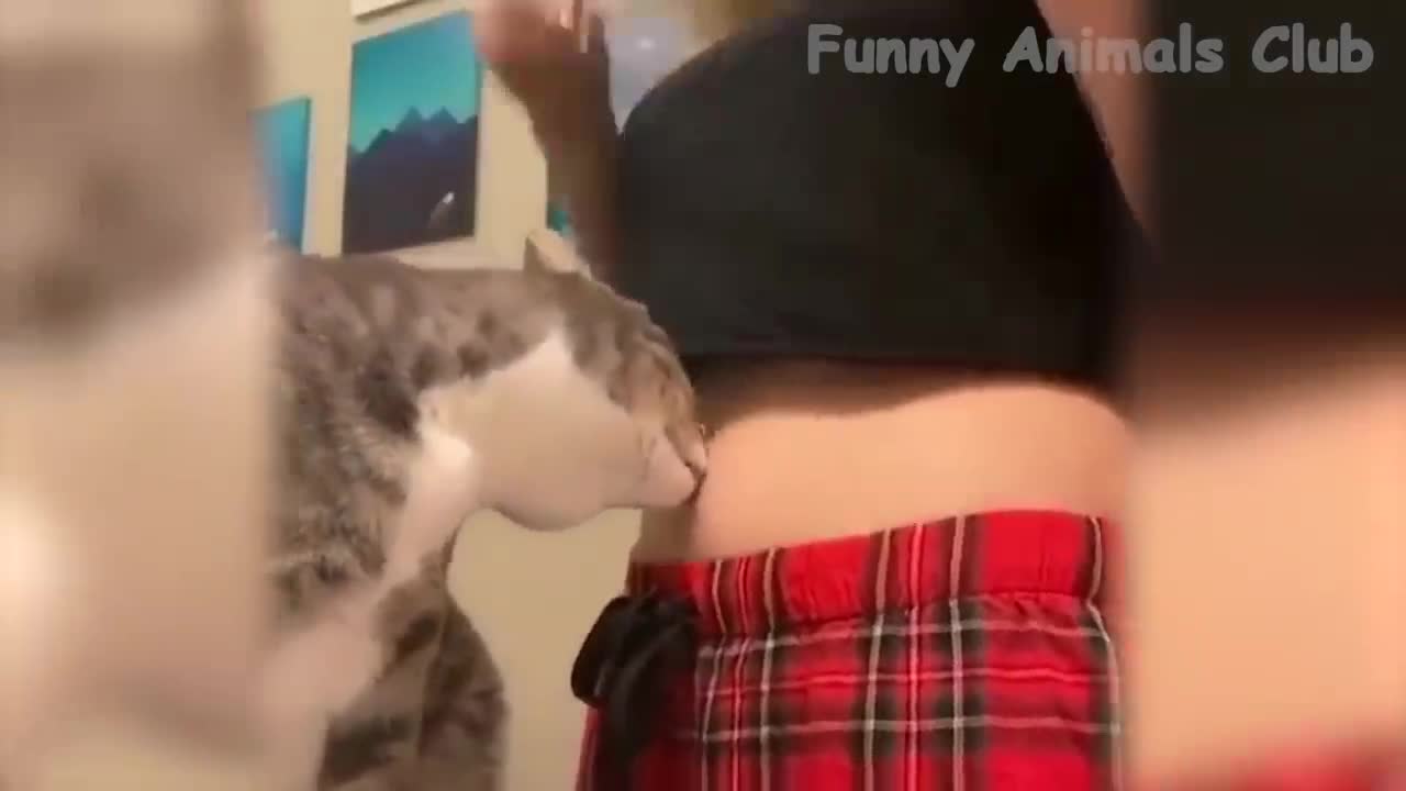 Most funniest cats ever