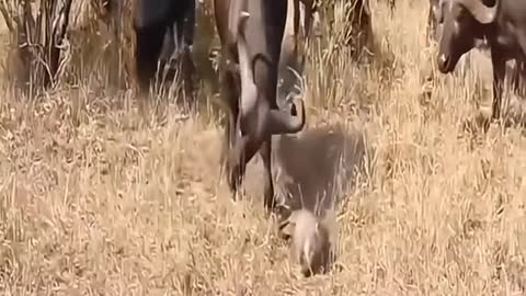 Baby warthog