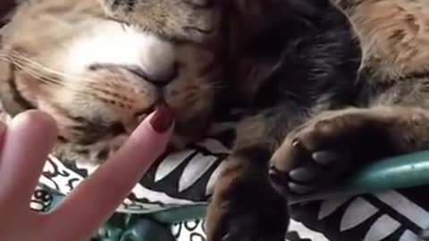 Sleeping Cat Dances