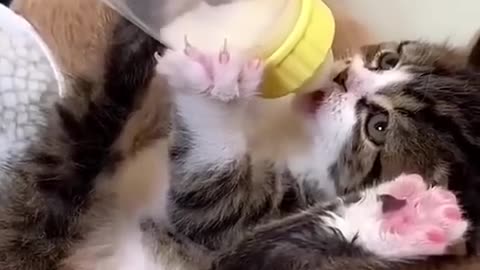 Little cats drinking milk 🐱🍼🐾