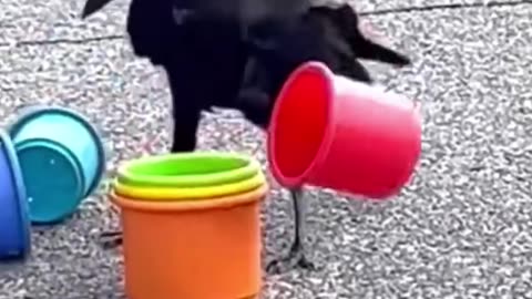 The girl rescued the crow by the river and raised it #fyp #animals
