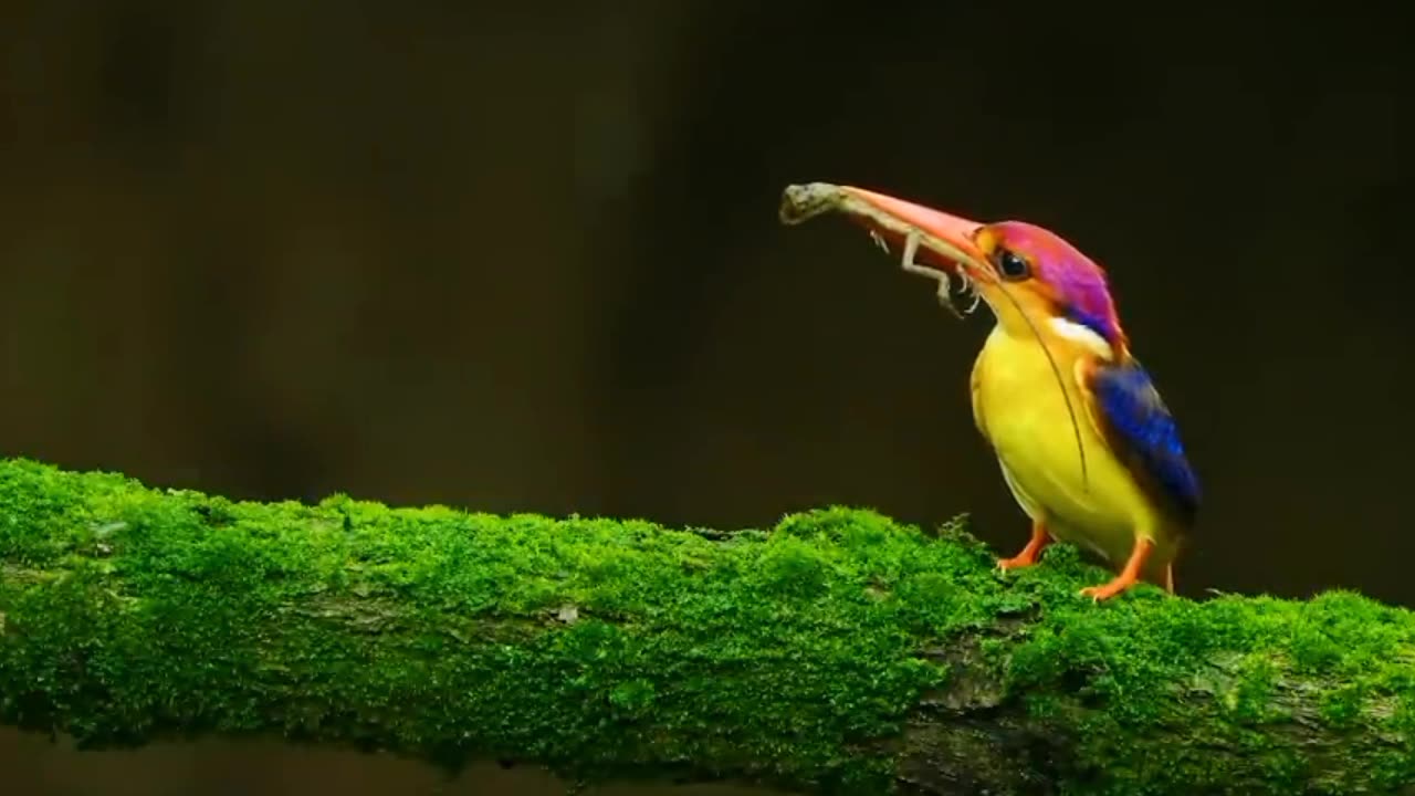 MOST BEAUTIFUL BIRDS OF THE WORLD