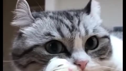 Funny Cat Video