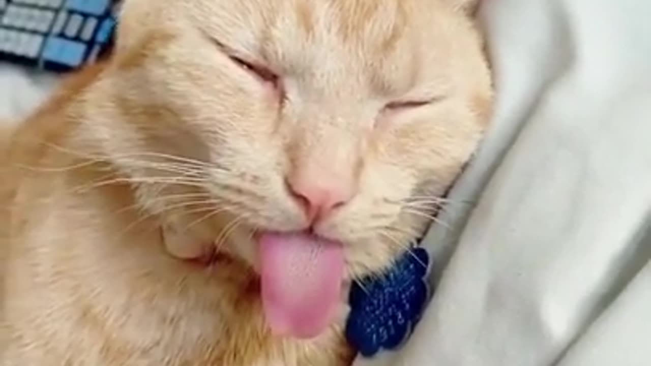 tongue of cat