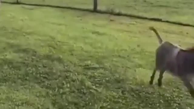 Cute Little baby donkey fall while running