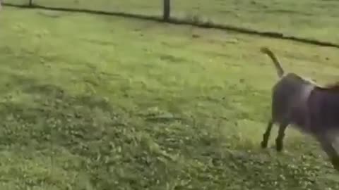 Cute Little baby donkey fall while running