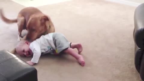 Dog Protects Baby