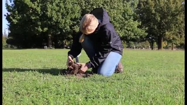 The great Kiwi earthworm_Cut