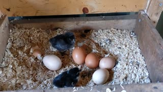 Baby Chicks Hatched by Hens