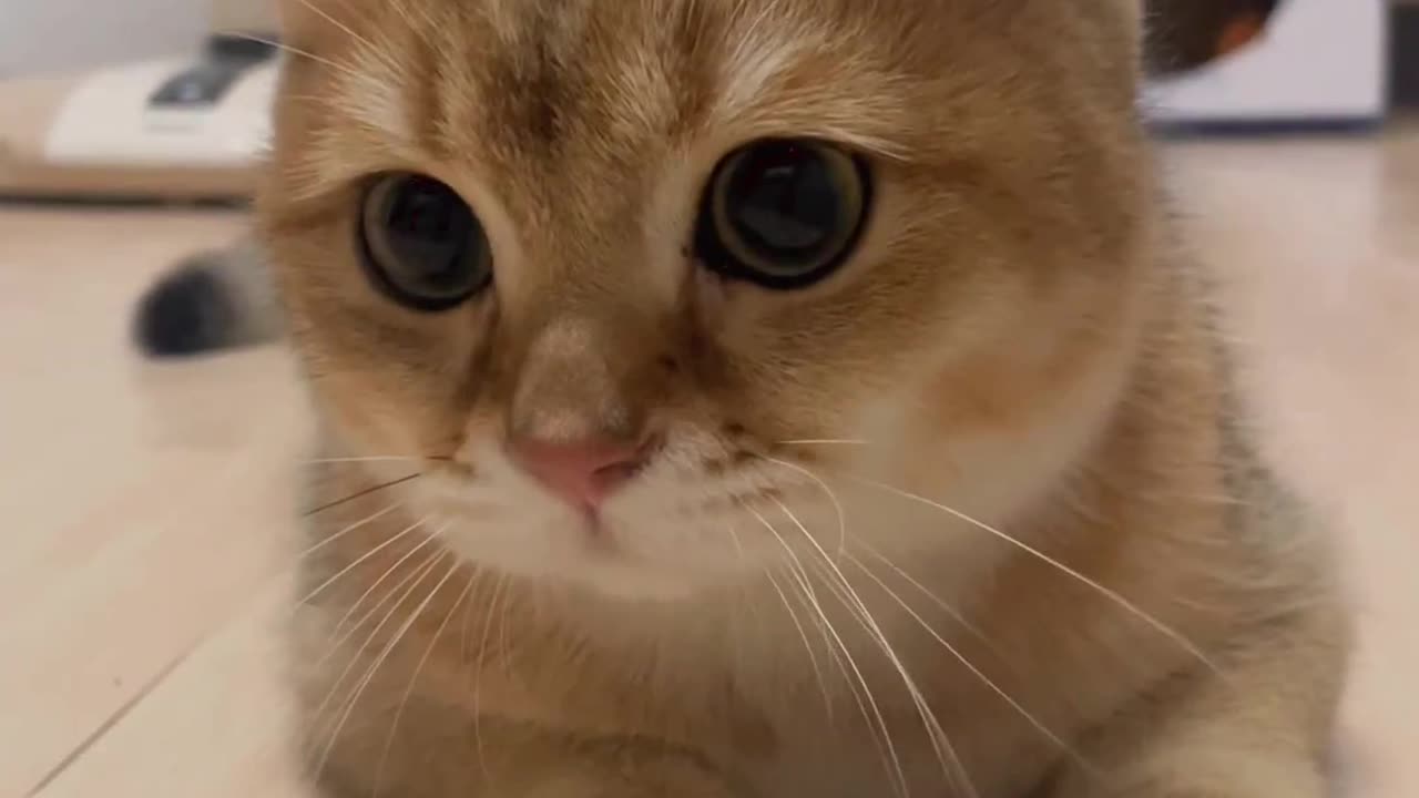 Cute cat videos cuteness