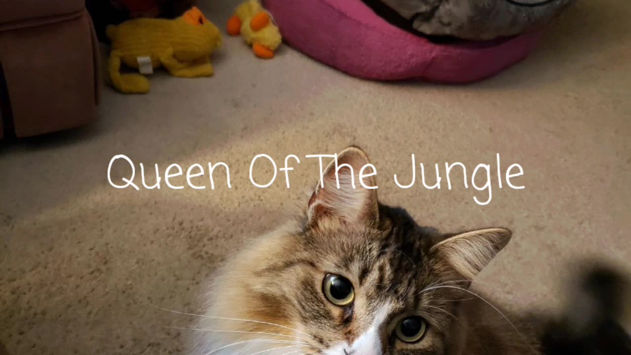 Queen Of The Jungle