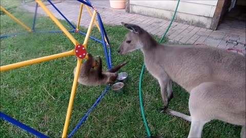 Baby Sloths being cute