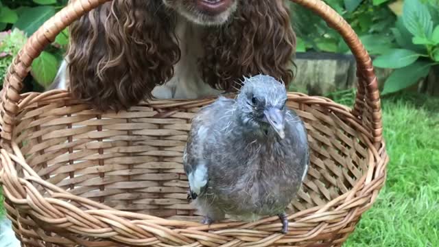 Dog and Pigeon Seem to Have Fun Together