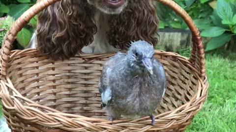 Dog and Pigeon Seem to Have Fun Together