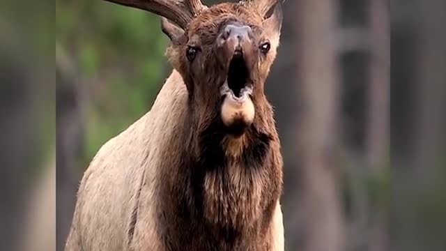 During heat, the buck calls at close range