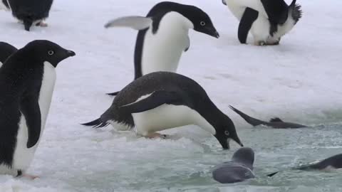 Adélie penguins diving into melt pond. Penguin likes to swim in water. 🏊🏊