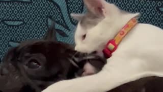 Cat and Dog Playing Together