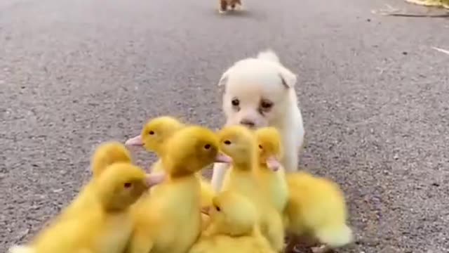 Best Funny Animal Videos 2022 #CutePets #funnyanimal #funnycat