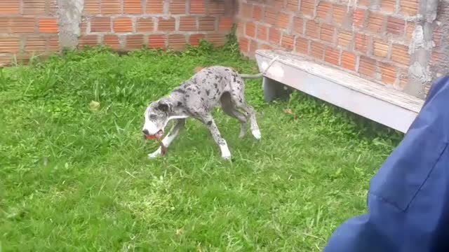 happy dog with happy funny owners