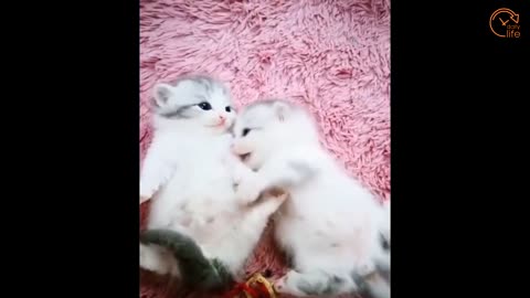 FUNNY ANIMALS VIDEOS
