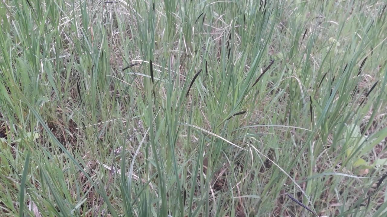 Black grass