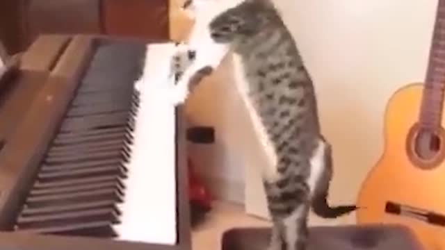 Funny cat play piano