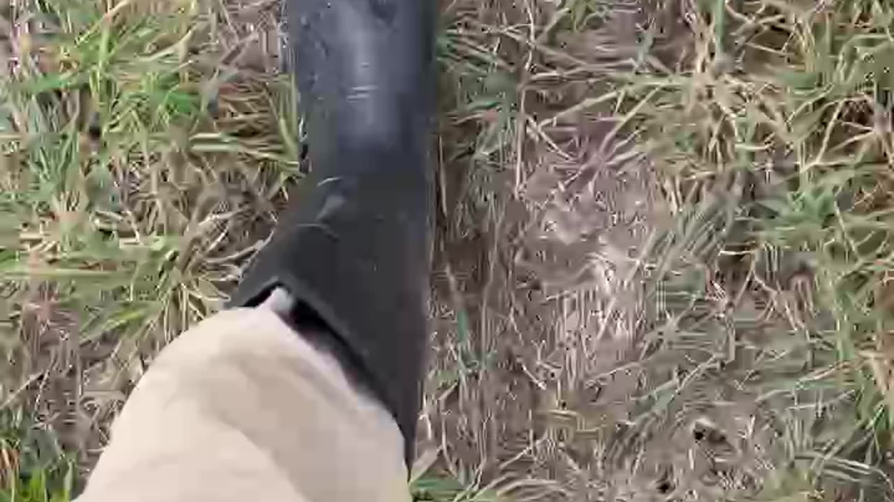 Walking
