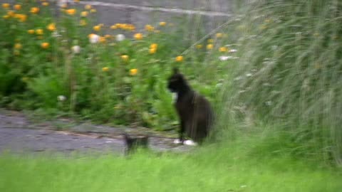 2008 England - Ireland - Scotland - Clip 30