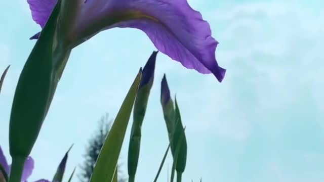 唯美画面 竖屏 (llzmtsc独家整理) (9)