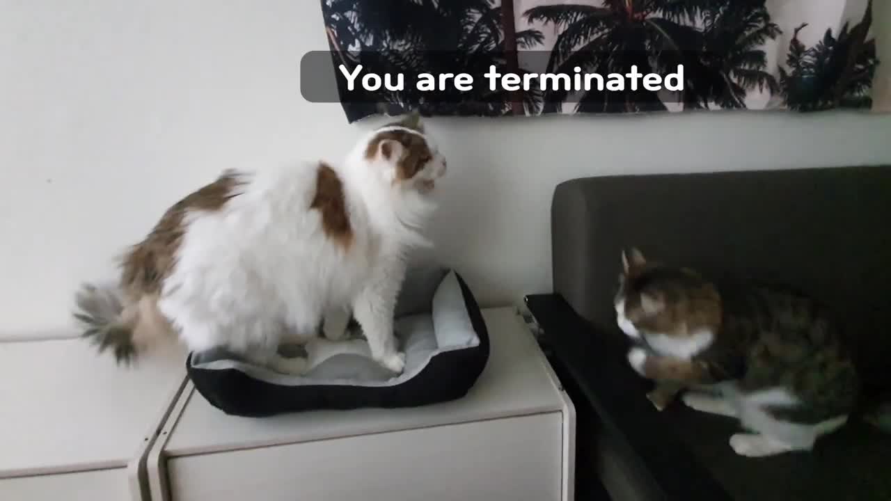 Eliminate enemies by licking