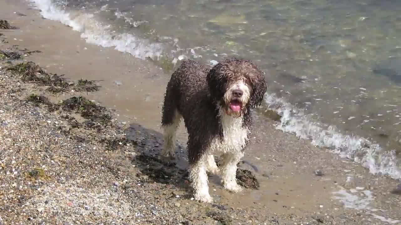 spanish water dog swimming