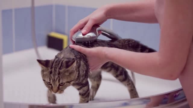 Washing cat fur in wash cabin