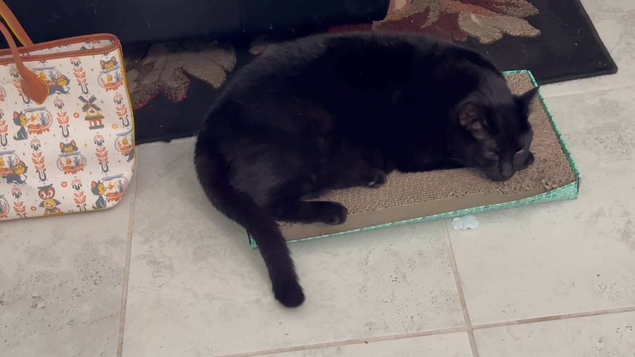 Adopting a Cat from a Shelter Vlog - Cute Precious Piper Likes Peace and Quiet on Her Tuffet