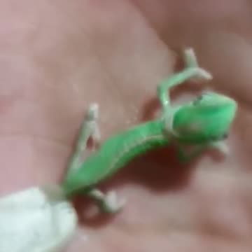 Baby chameleon changing colour
