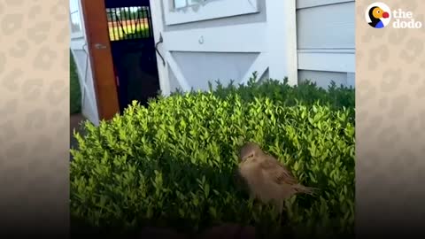 Wild Bird Visits The Woman That Rescued Her Every Single Morning | The Dodo Wild Hearts