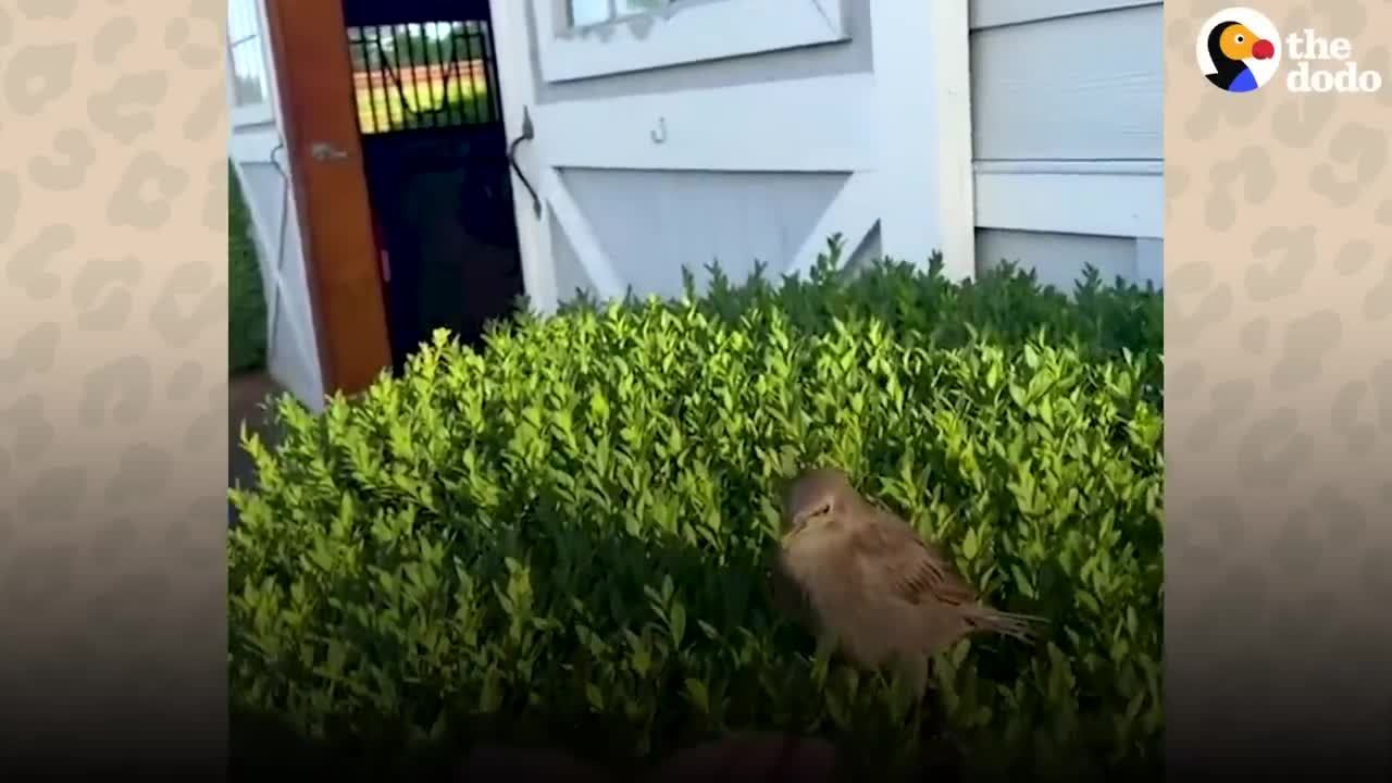 Wild Bird Visits The Woman That Rescued Her Every Single Morning | The Dodo Wild Hearts