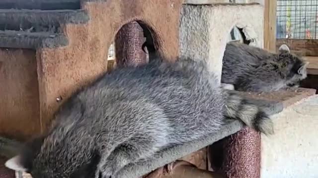 Rehabbed Raccoons Trash Room