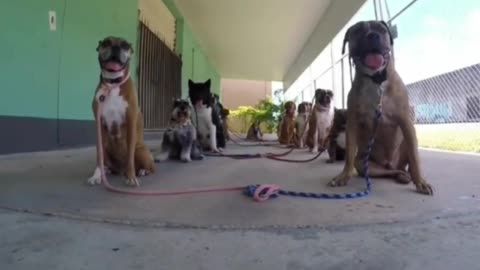 amazing dogs