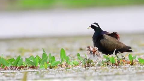 Wildlife is in closer view with a natural perspective.