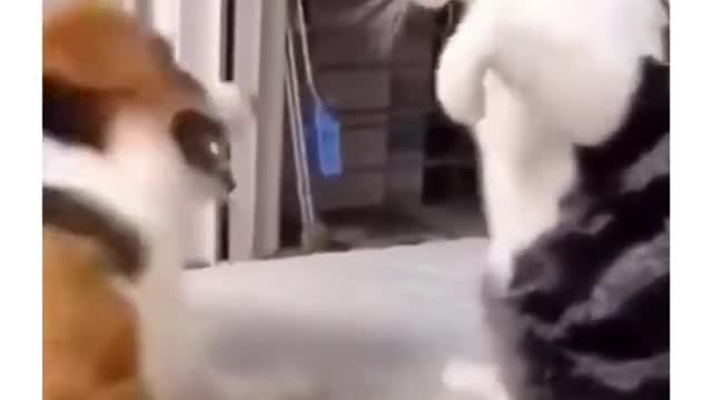 Funny cats lovers moment