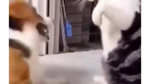 Funny cats lovers moment